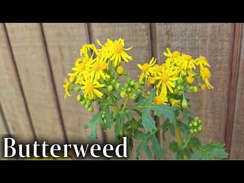 Butterweed Identification - Packera Glabella
