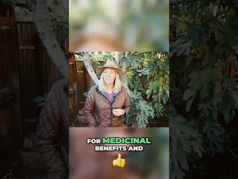 Natures Medicine: Fig Leaves Heal Lungs, Skin & More!