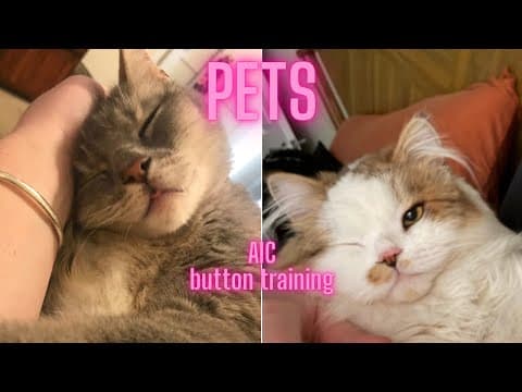 Button Training Update: “pets” With ​⁠​⁠​⁠@notmadjustmoody