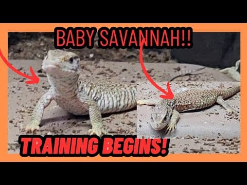 Baby Savannah Monitor Lizards!!