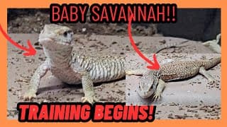 Baby Savannah Monitor Lizards!!