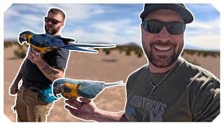 Freeflight Training For A Young Macaw | Maverick’s First Flights!