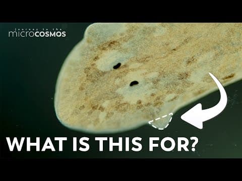 Why Do Planarians Have Those Triangles On Their Heads?