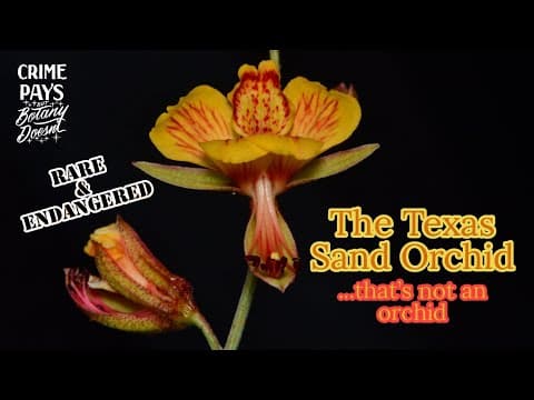 The South Texas Sand Orchid (that's Not An Orchid)
