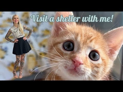 Visit A Shelter With Kitten Lady And Cat's Pride!