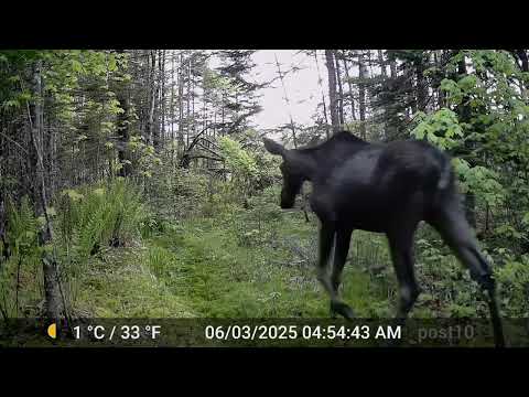 Moose And Deer Deep In My Woods