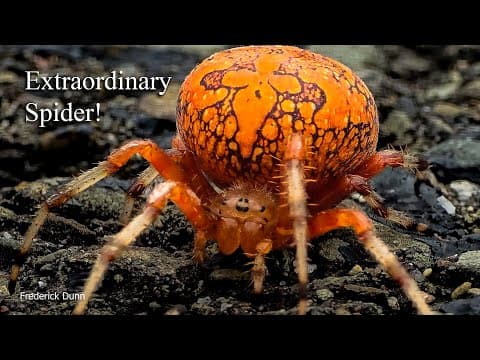 The Pumpkin Spider Aka Marbled Orbweaver Is On The Go To Lay Her Eggs.