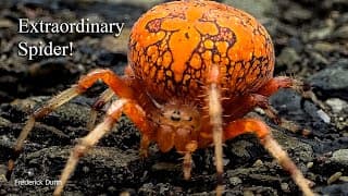 The Pumpkin Spider Aka Marbled Orbweaver Is On The Go To Lay Her Eggs.