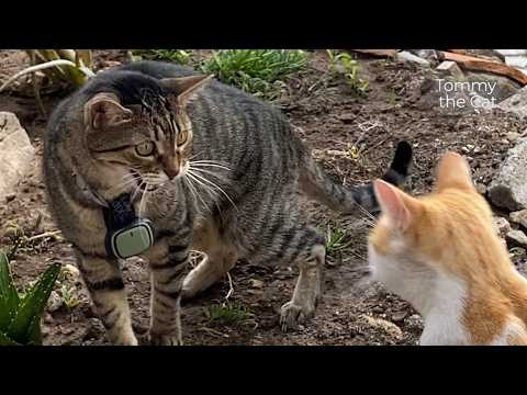 Cat Has Not Seen His Friend In 6 Months. Nobody’s Seen Cats Do This Before