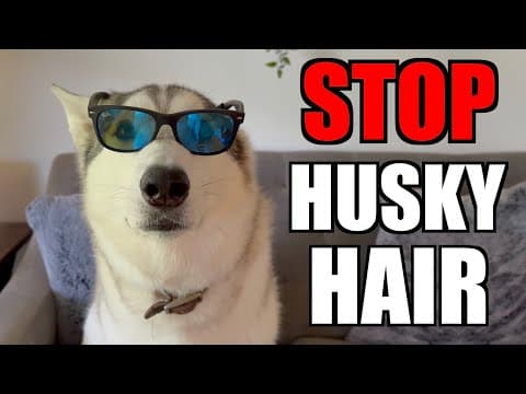 3 Ways To Avoid Siberian Husky Hair!
