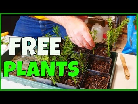 How To Propagate From Cuttings