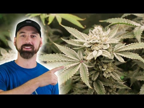 Harvest, Dry, Cure: Frosted Socks By Swank Genetics X From The Stash