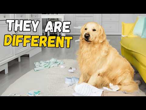 6 Ways Golden Retrievers Are Different From Other Dogs