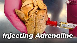 What Adrenaline REALLY Does to Your Body