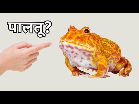 Maine Banaya Mendhak ka Ghar 🏠