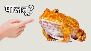 Maine Banaya Mendhak ka Ghar 🏠