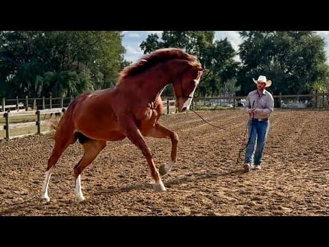 First Training Session With My Racehorse