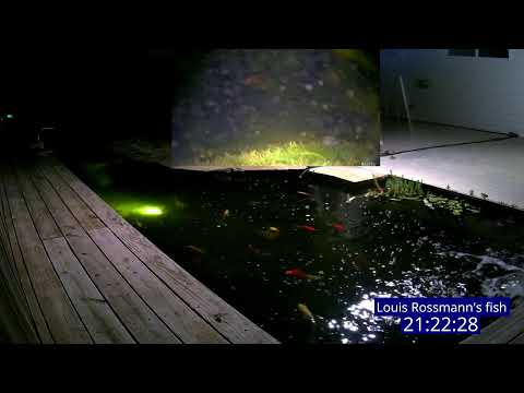 Louis Rossmann Koi Fish & Gold Fish