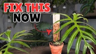 How I Solved A Shaky Moss Pole