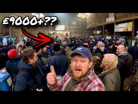 I Tried To Buy The World's Most Expensive Calf...