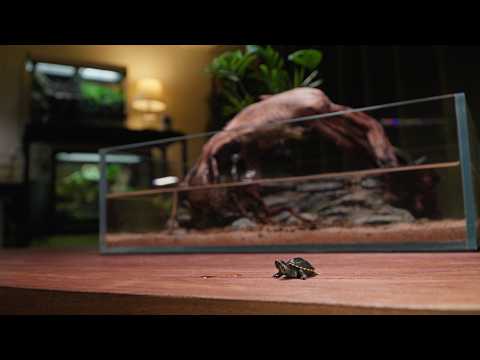 Baby Turtles Hatch — First Time Raising Them And Making A Cozy Aquarium!