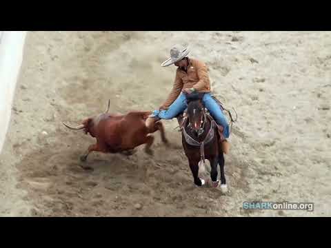 Cruel 2025 Steer Tailing Season Begins In Illinois