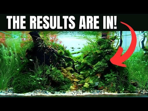 My First Ever Iaplc Contest Aquascape! Here's What Happened