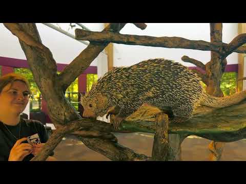 Meet Animal Ambassador Rico The Porcupine - Twitch Stream - Cincinnati Zoo
