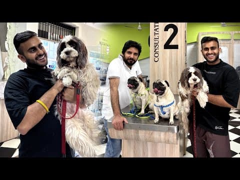 Abandoned Lhasa Apso Female Update 🥹😱