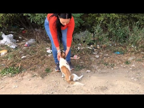 Tiny Puppy Abandoned In The Forest, Crying For Help - A Burst Of Joy