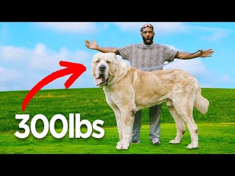 Walking The Worlds Biggest Dogs  | The Real Tarzann