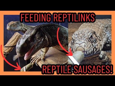 Lizards Try Reptilinks! First Time Feeding Reptile Sausage!