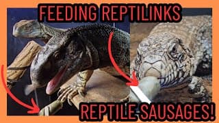 Lizards Try Reptilinks! First Time Feeding Reptile Sausage!