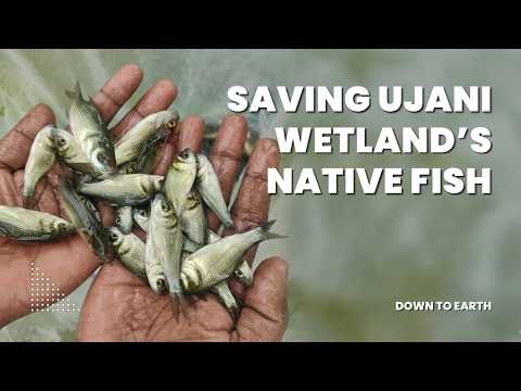 Maharashtra’s Ujani Reservoir Sees 12.2 Million Native Fish Release