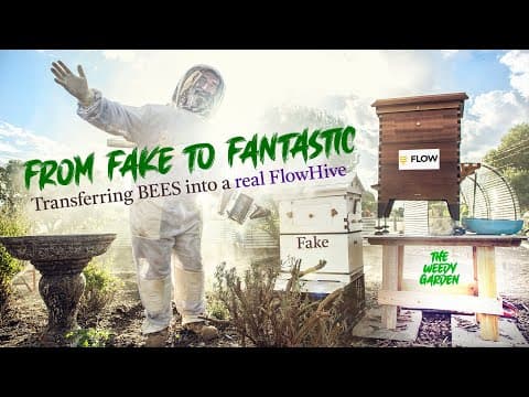 From Fake To Fantastic - Transferring Bees Into A Real Flow Hive