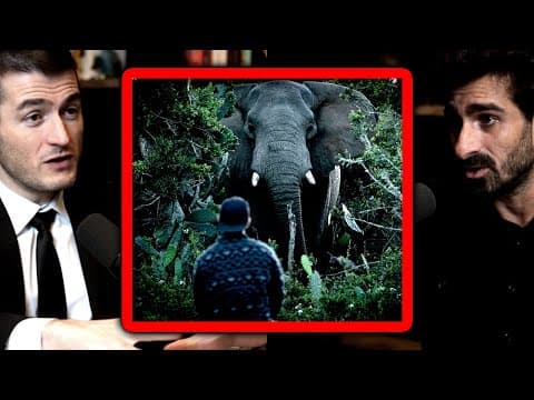 How An Elephant Almost Killed Paul Rosolie | Lex Fridman Podcast Clips