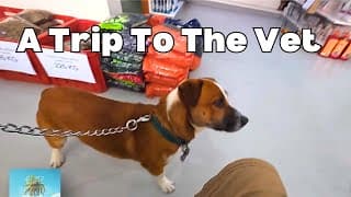 A Trip To The Vet - Slice Of Life - Bohol, Philippines