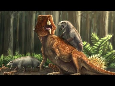 Hornless Ones: The Early Evolution Of Ceratopsian Dinosaurs