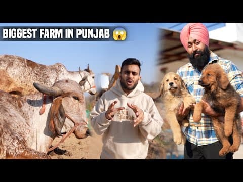 Biggest Dog Farm And Desi Cow Farm In Punjab, India😱🐮