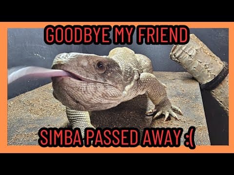 I Lost My Best Friend Today :( Goodbye Simba I Love You