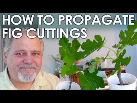 Easy Fig Cutting Propagation || Black Gumbo
