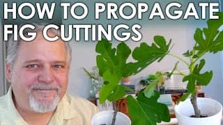 Easy Fig Cutting Propagation || Black Gumbo