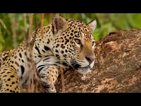 Magnificent Jaguars Of The Pantanal | Brazil Pantanal | Robert E Fuller