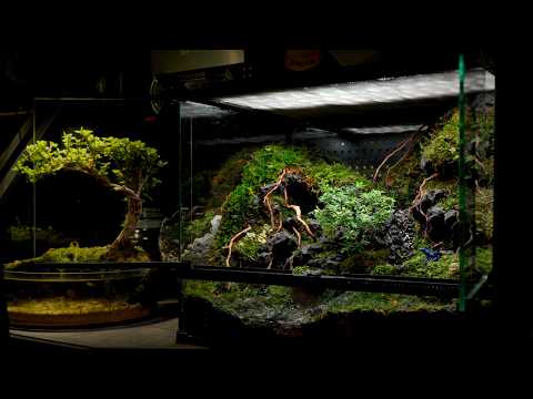 I Spent $30,000 On Poison Dart Frogs — And Built Them A Mini Pond Terrarium