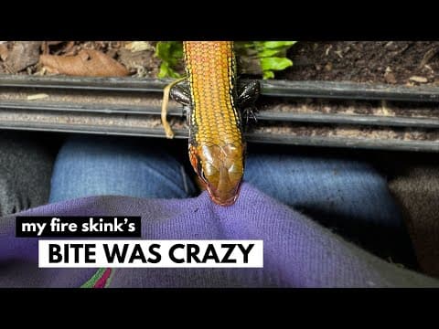 Bitten, Tail Drop & Ghosted By The Shop | Fire Skink Update