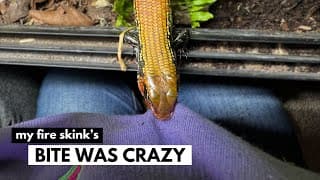 Bitten, Tail Drop & Ghosted By The Shop | Fire Skink Update