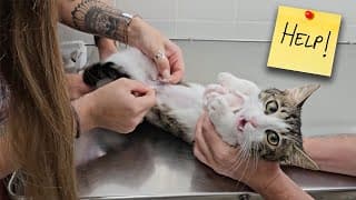 24 Hours To Uncover The Truth About Mila!