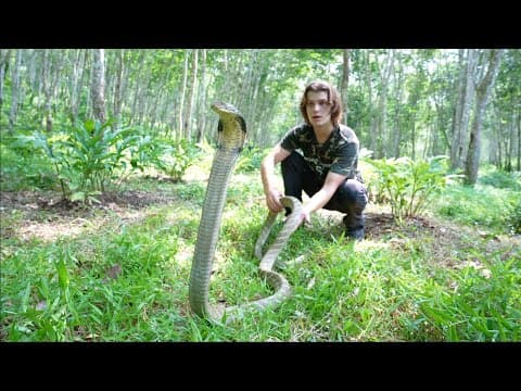 Deadly King Cobra & Snakes Of Indonesia!