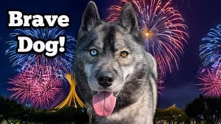 Will My Husky React To Fireworks  🎇 This Year?
