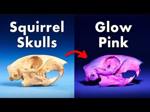 Everything You Didn't Know About Fluorescent Animals